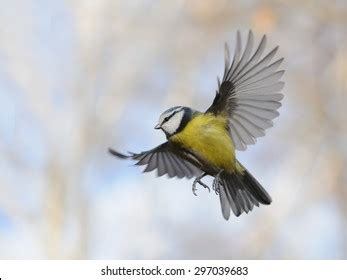 Beautiful Tit Photos, Download The BEST Free Beautiful Tit Stock Photos ...